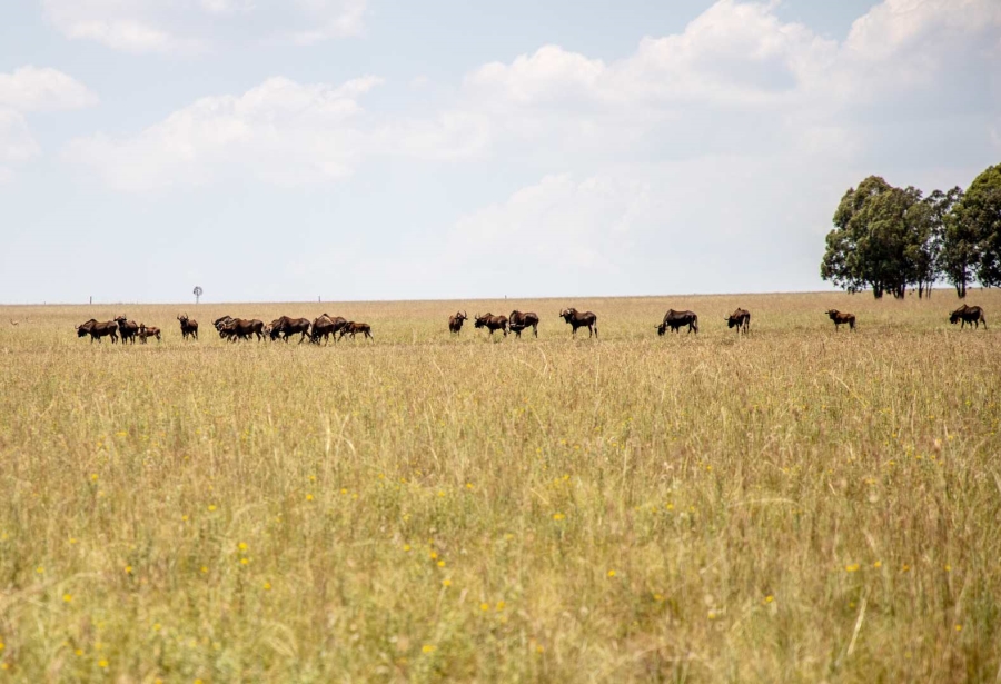 23 Bedroom Property for Sale in Heilbron Free State